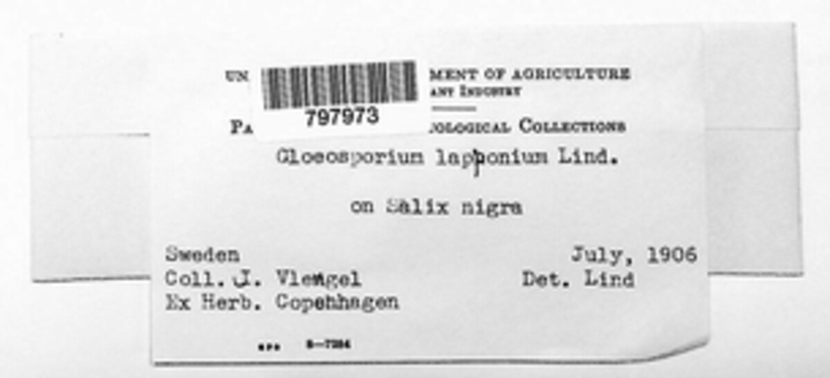 Gloeosporium lapponicum image